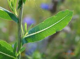 Attēlu rezultāti vaicājumam “Lactuca serriola”