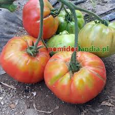 Afbeeldingsresultaat voor caspian pink tomato