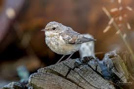 Attēlu rezultāti vaicājumam “Oenanthe oenanthe juvenile”