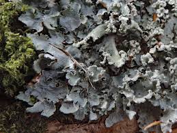 Attēlu rezultāti vaicājumam “Cetrelia sp.”