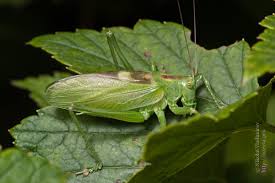 Attēlu rezultāti vaicājumam “Tettigonia cantans”