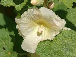 Image result for Alcea (althaea) rosea