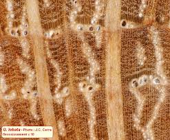 Attēlu rezultāti vaicājumam “Reticularia lobata”