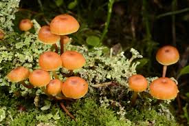 Attēlu rezultāti vaicājumam “Xeromphalina campanella”