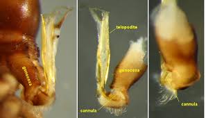 Attēlu rezultāti vaicājumam “Polypogon tentacularius male”