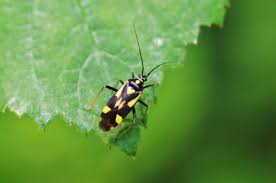 Attēlu rezultāti vaicājumam “Grypocoris sexguttatus”