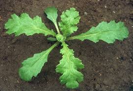 Attēlu rezultāti vaicājumam “Senecio vulgaris leaf”