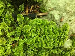 Attēlu rezultāti vaicājumam “Ctenidium molluscum”