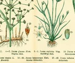 Attēlu rezultāti vaicājumam “Juncus stygius”