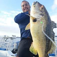 Image result for Petrus rupestris