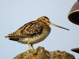 Attēlu rezultāti vaicājumam “Gallinago gallinago”