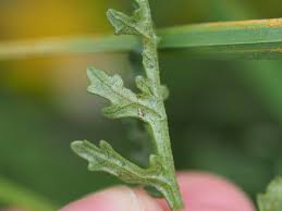 Attēlu rezultāti vaicājumam “Jacobaea vulgaris”