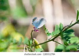 Attēlu rezultāti vaicājumam “Everes argiades”