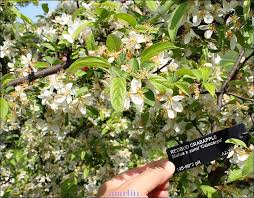 Attēlu rezultāti vaicājumam “Malus x zumi”