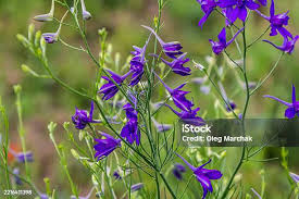 Attēlu rezultāti vaicājumam “Consolida regalis”