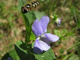 Attēlu rezultāti vaicājumam “Viola epipsila flower”