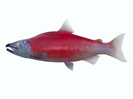 Image result for Oncorhynchus nerka