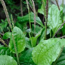 Attēlu rezultāti vaicājumam “Plantaginaceae”