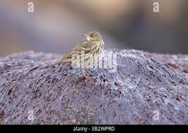 Attēlu rezultāti vaicājumam “Anthus petrosus adult”