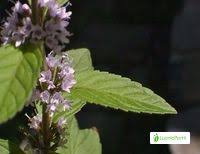 Attēlu rezultāti vaicājumam “Mentha x verticillata leaf”
