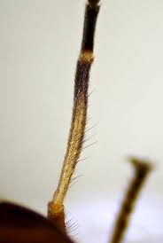 Attēlu rezultāti vaicājumam “Atylotus sp.”