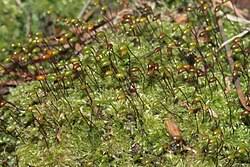 Attēlu rezultāti vaicājumam “Brachytheciastrum velutinum sporophyte”