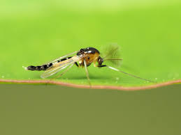 Attēlu rezultāti vaicājumam “Cricotopus”