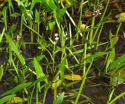Attēlu rezultāti vaicājumam “Sparganiaceae”