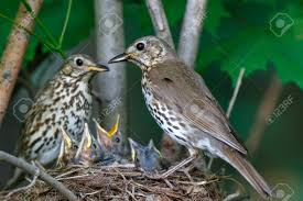Attēlu rezultāti vaicājumam “Turdus philomelos nest”