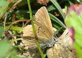 Attēlu rezultāti vaicājumam “Agrodiaetus damon underside”