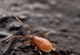 Attēlu rezultāti vaicājumam “Poecilochirus sp.”