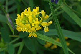 Attēlu rezultāti vaicājumam “Medicago sativa subsp. falcata leaf”