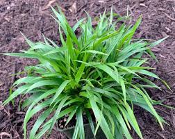 Attēlu rezultāti vaicājumam “Luzula pilosa”