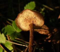 Attēlu rezultāti vaicājumam “Physarum auriscalpium young”