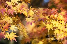 Image result for Acer palmatum `Orange Dream`