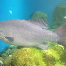 Image result for Polyprion americanus