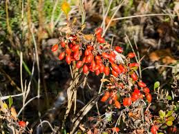 Attēlu rezultāti vaicājumam “Berberidaceae”