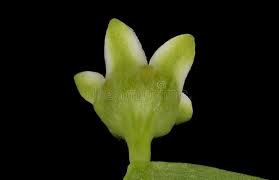 Attēlu rezultāti vaicājumam “Thesium ebracteatum leaf”