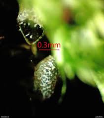 Attēlu rezultāti vaicājumam “Diderma montanum var. album macro”