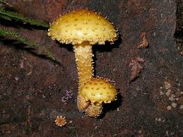 Attēlu rezultāti vaicājumam “Pholiota flammans”