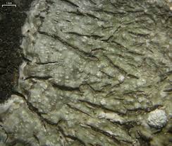 Attēlu rezultāti vaicājumam “Pertusaria albescens”