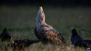 Image result for Haliaeetus albicilla