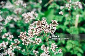 Attēlu rezultāti vaicājumam “Origanum vulgare bud”