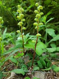 Attēlu rezultāti vaicājumam “Pyrola chlorantha”