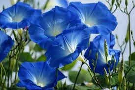 Image result for Ipomoea Heavenly Blue