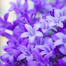 Image result for Marienglockenblumen