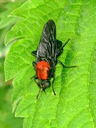 Attēlu rezultāti vaicājumam “Clitellaria ephippium”