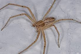 Attēlu rezultāti vaicājumam “Philodromidae”