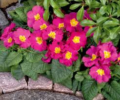 Attēlu rezultāti vaicājumam “Primula elatior”