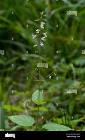 Attēlu rezultāti vaicājumam “Circaea lutetiana leaf”